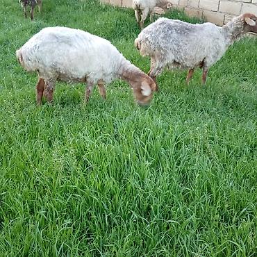 Qoyunlar, qoçlar: Ətlik qoyunlar təcli satılır — 10