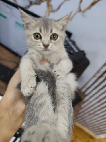 золотая шиншилла баку: Шиншилла, Самка, В добрые руки, Платная доставка