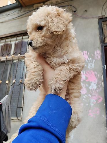 İtlər: Pudel — 13