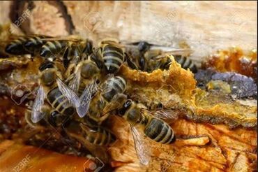 casovnicarski alat: Prodajem propolis rastvor AKCIJA AKCIJA AKCIJA Prodajem propolis