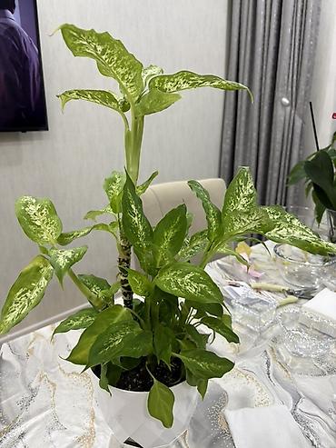 Другие растения: Dieffenbachia (ağ xallı tropik otaq bitkisi) - Növ: Dieffenbachia — 4