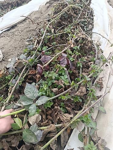 Ежевика: Саженцы ежевики (бесшипные сорта). Сорт Лох Нес Количево 1000 — 6