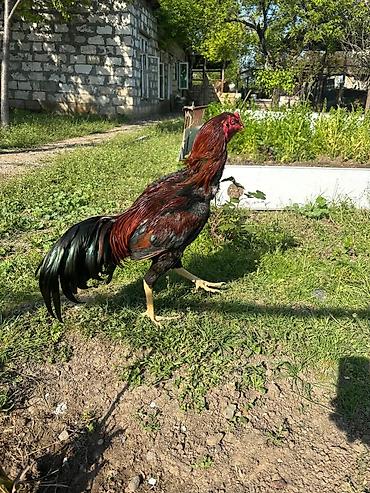 it bazari 2020: Toyuq, Damazlıq, Ödənişli çatdırılma — 2