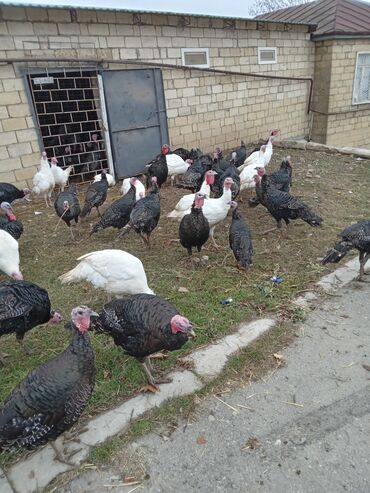 Hinduşka: Məhsul: Hinduşka sürüsü Təsvir: - Şəkillərdə olan sağlam, iriqaşlı — 6