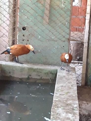 amadin qusu haqqinda: Narin ördəklər (Ruddy shelduck – turac rəngli su quşu) cütlük — 9