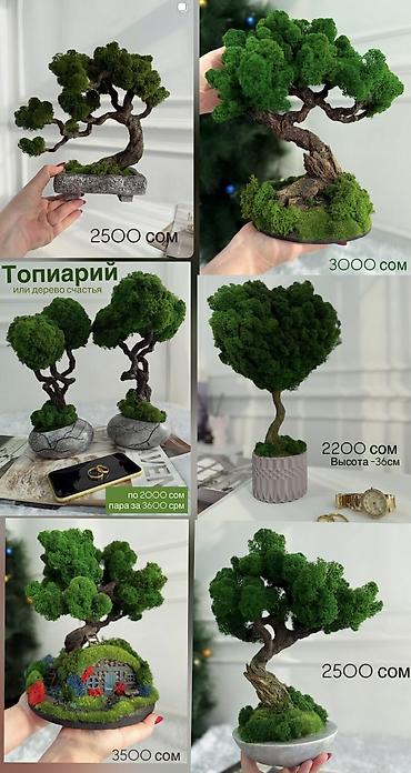 Декоративные цветы: В переводе с японского Бонсай означает «дерево, выращенное в блюде» — 39