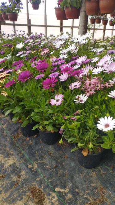 Çöl bitkiləri: Qızıl güllər dipçək gülləri həmişə yaşıl kolları zəhmət olmasa — 10