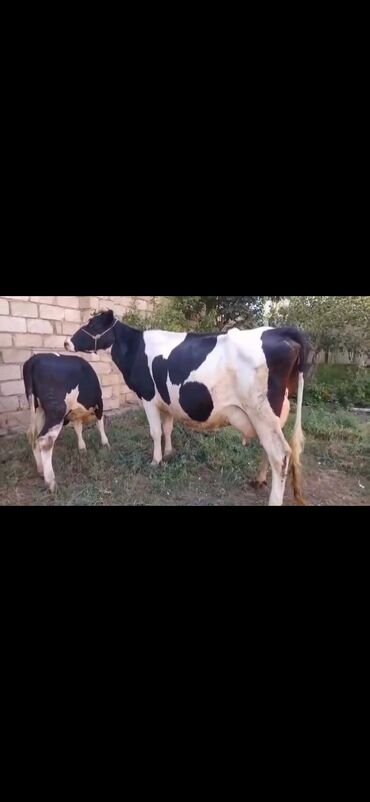 Inəklər, öküzlər: Saxanlı alaca inək və buzov dəsti. - Cins: Holştayn tipli, qara‑ağ — 1