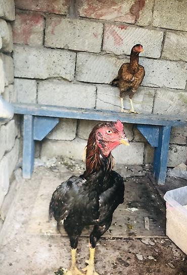 Digər: Saglam hevandi serait olmadigdan tecili satllir qiymet fereye aidi 11 — 1