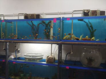 Аквариумы: Предлагается набор маленьких красноухих черепах. Эти черепахи отлично — 2