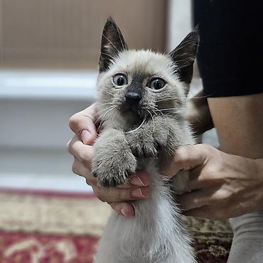мышк: Сиам, 2 айлык, Эркек, Шоколад, Лотокко барууга үйрөтүлгөн — 3