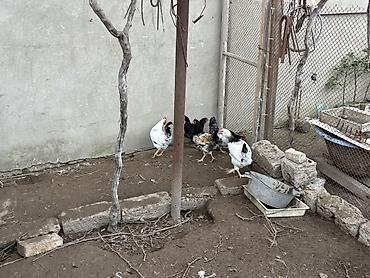 Yumurta: Toyuq, Yumurtalıq — 1