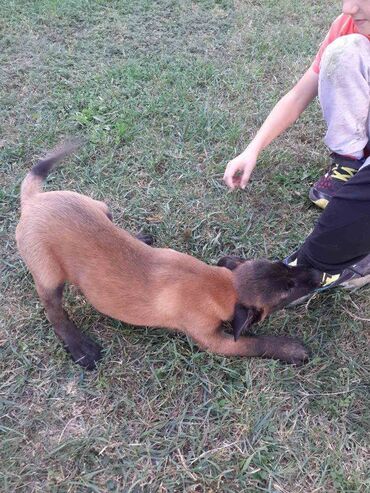 Psi: Na prodaju štenci belgijskog ovčara - MALINOA, oštenjeni 10.08.2023 — 11