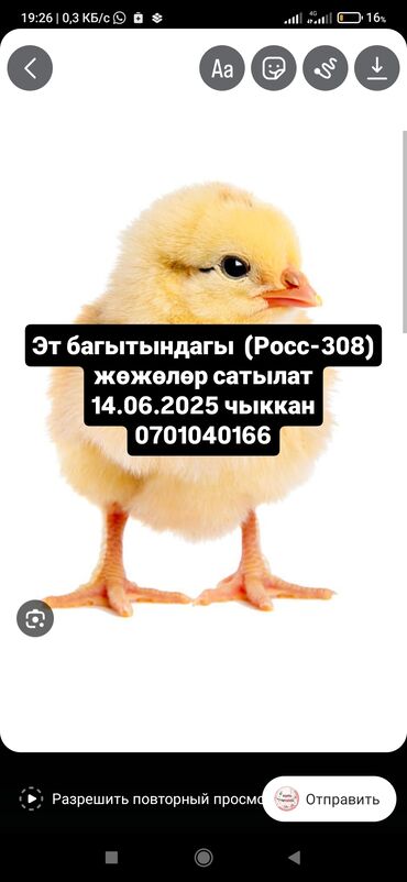 шапочки карнавальные цыплята: Птицы