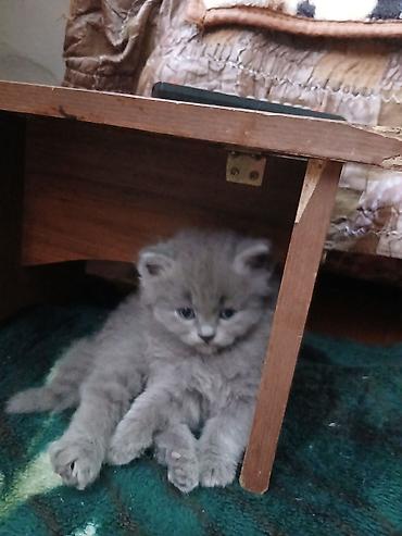 кошка в бишкеке: Кошка даром: Беспородная, 4 месяца, Девочка, Приучена к лотку, Проглистована — 3