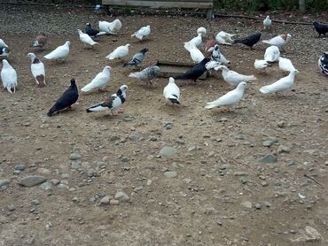 heyvan bazari inekler: Hamsi satılır Samux da
