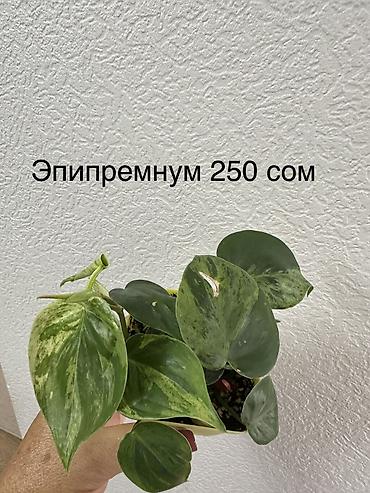 Герани и пеларгонии: Укорененные черенки/отростки. Адрес 8 мкр — 9