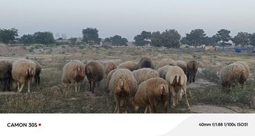 Qoyunlar, qoçlar: Dişi, il: 1, Damazlıq
