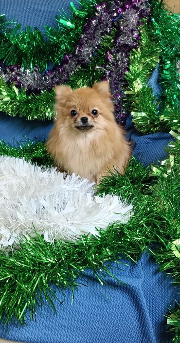 Продажа собак: Шпиц, 2 года, Самка, С родословной — 3