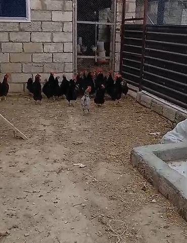 Toyuq, Damazlıq lalafo.az -da Toyuq, Damazlıq