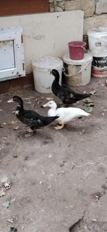 ördey balası: Lal ördək satılır dermansiz böyüyüb 2 si dişidi biri erkek — 1