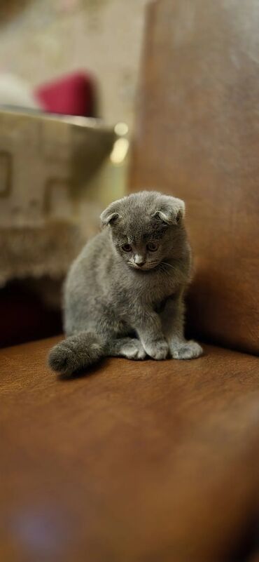 Pişiklər: Şotland yastı qulaq — 5