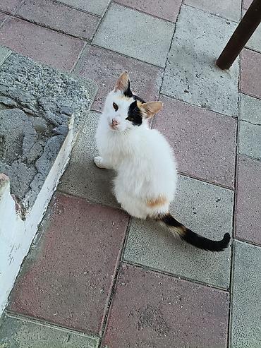 Pişiklər: Yaxşı əllərə — 5