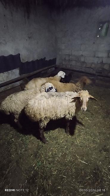 bildircin əti satışı: Quzu — 1