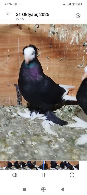 вислоухий шотландец котенок: Super ağbaş iri balalar.biri ərkəy ikisi.mayadir.rək 50 azn.ikisi 90