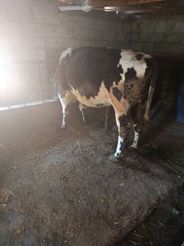 мышык ош: Сатам | Уй (ургаачы) | Аргын | Сүт алуу үчүн | Байланган