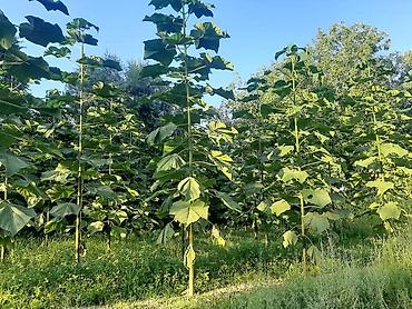 Другие виды семян и саженцев: ПАВЛОВНИЯ КОЧОТТОРУ САТЫЛАТ СОРТТОРУ: -ФТЭ - ШАНГТОНГ - ПАОТОНГ Z 07 — 15