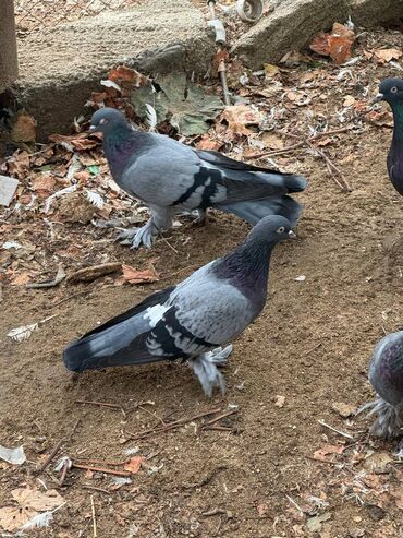 Göyərçinlər: Kəməti göylərdi içində 3 4 dənə əbrəş var. 17-20 tukdulər. kom şəkildə -da lalafo.az — 5 Göyərçinlər: Kəməti göylərdi içində 3 4 dənə əbrəş var. 17-20 tukdulər. kom şəkildə — 5