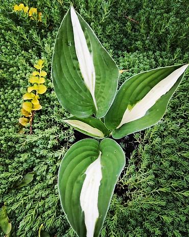 Гортензия: Садовые многолетники — 9