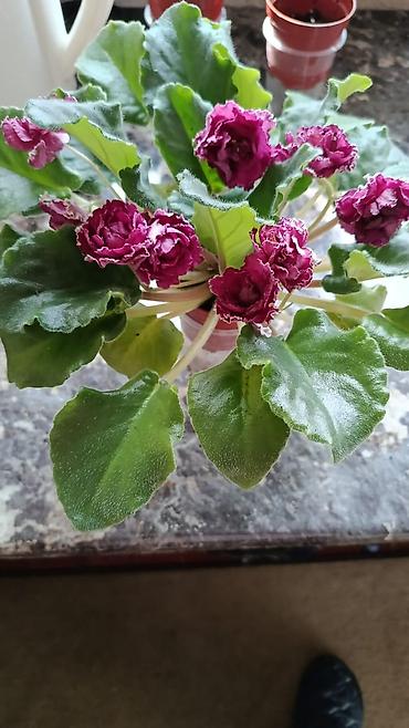 Фиалки и глоксинии: Сортовые фиалки С цветочками по 300с Без цветочков 250с Детки по 150с — 4