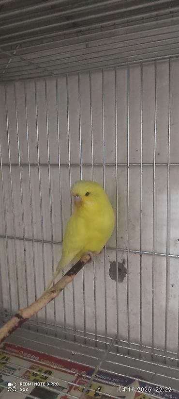 pitbul sekilleri: Sarı rəngli dalmatian/budgerigar (papuqay) – parlaq, yeknəsəq — 2