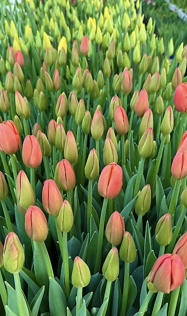 Цветы из бисера: Принимаем предзаказ тюльпанов!!! Успейте заказать!!! До 3 марта 110 — 5