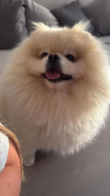 Продажа собак: Шпиц, 3 месяца, Самец, С родословной — 14