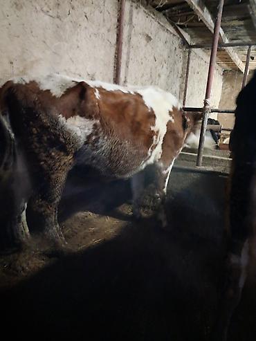 Коровы, быки: Продаю | Корова (самка) | Для молока | Привязанные — 9