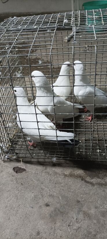 продаю дакан птиц: Продам голубей белый чернохвостый 4 шт по 300 когучкон сатылат