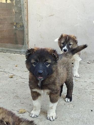 Qafqaz çoban iti, 1 ay, Erkək, Peyvəndli, Ünvandan götürmə, Pulsuz çatdırılma, Ödənişli çatdırılma lalafo.az -da Qafqaz çoban iti, 1 ay, Erkək, Peyvəndli, Ünvandan götürmə, Pulsuz çatdırılma, Ödənişli çatdırılma