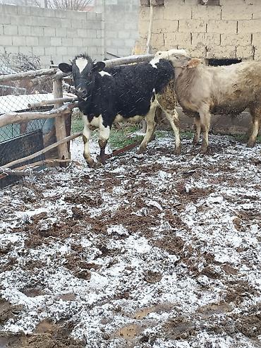 Коровы, быки: Продаю | Бык (самец), Тёлка | Для разведения — 4