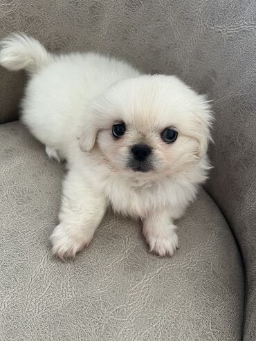 Akvariumlar: Pekines, 2 ay, Erkek, Pulsuz çatdırılma