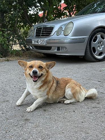 taksa it: Korgi, Dişi — 2