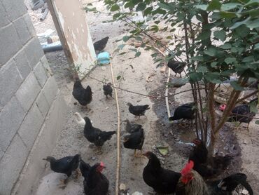 сколько стоит кошка породы мейн кун: Продаю | Куры