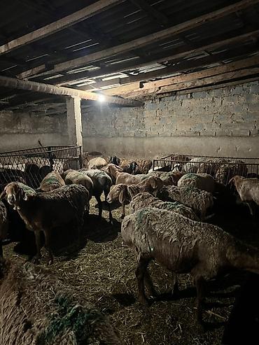 несушки куры: Продаю | Овца (самка) | Для разведения | Матка — 1