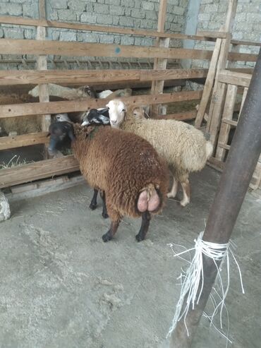 Qoyunlar, qoçlar: Saxlama şəraitində bəslənən damazlıq qoyunlar və quzular. - Növlər — 9