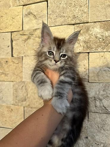 кости: Породистый котёнок мейн-кун, окраса серебристый табби с тёплым — 2