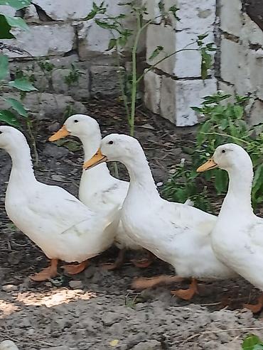 ordey qaz: 3 aylıq sağlam pekin ördəkləri satılır, Ünvan saray qəsəbəsi — 2