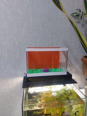 Akvariumlar: Ölçü 30×20×15

Ev və ofis üçün estetik, baxımı asan mini akvaryum — 3