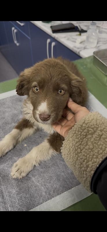 Отдам даром собаку: Собака даром: 3 месяца, Самка — 1